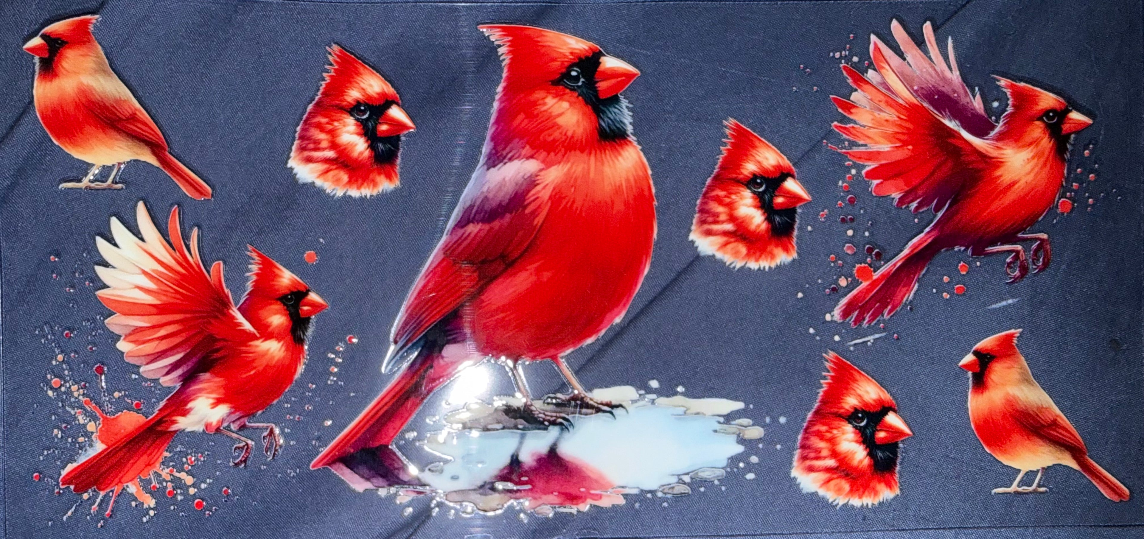 Cardinals ￼